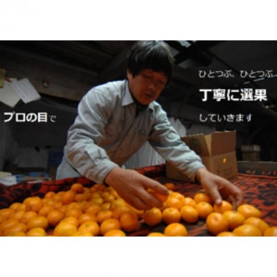 果樹園みかんの木の蔵出しみかん約5kg(太良町)【N24×1】