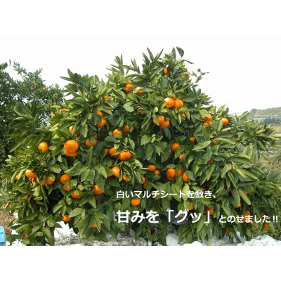 果樹園みかんの木の蔵出しみかん約5kg(太良町)【N24×1】