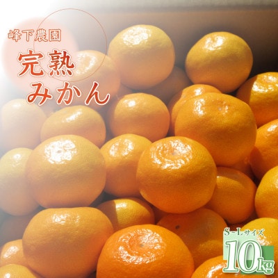 【先行受付】峰下農園の完熟みかん 約10kg(太良町)【M49×1】