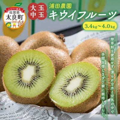 体が喜ぶ!大玉・中玉キウイフルーツ3.4kg～4.0kg(太良町)【N58×1】