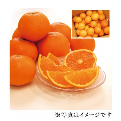 早和果樹園の清見 約9kg