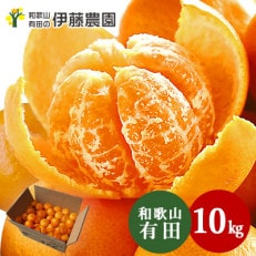 有田みかん「未来への虹」約10kg(伊藤農園) | ふるさと納税のお礼品