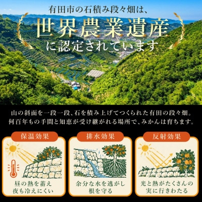 有田みかん「未来への虹」約10kg(伊藤農園)