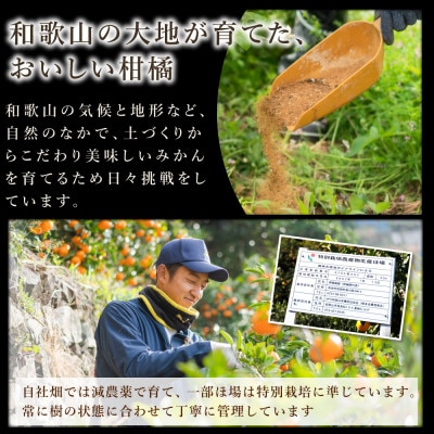 有田みかん「未来への虹」約10kg(伊藤農園)