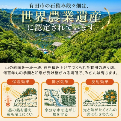 伊藤農園の有田みかん『風のしるし』(10kg)