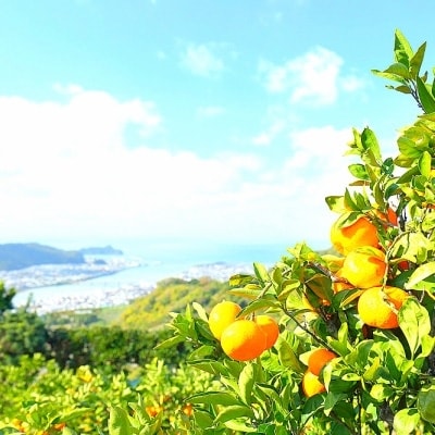 有田みかん「未来への虹」約10kg(藤田農園)