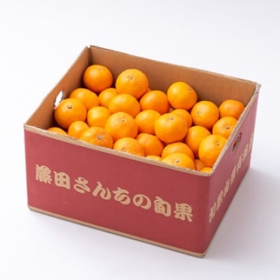 有田みかん「未来への虹」約5kg(藤田農園)