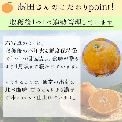 不知火(しらぬい)約5キロ