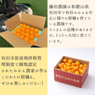【発送月固定定期便】不知火(しらぬい)約5kg　有田みかん「未来への虹」約5kgをお届け全2回