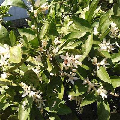 和歌山有田市産 みかん蜂蜜 はぜ蜂蜜 各300g ギフトセット お礼品詳細 ふるさと納税なら さとふる 和歌山有田市産 みかん蜂蜜 はぜ蜂蜜 各300g ギフトセット お礼品詳細 ふるさと納税なら さとふる
