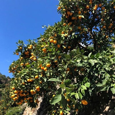 有田みかん「未来への虹」2Lサイズ　約9kg(すがい柑橘組合)