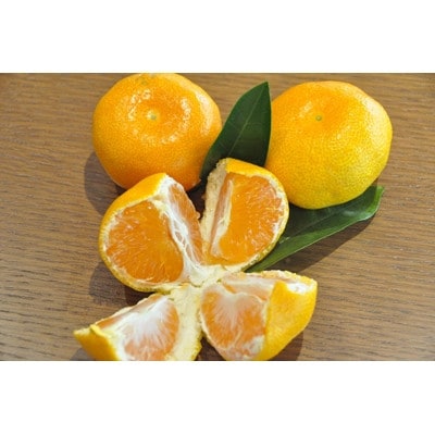 有田みかん「未来への虹」約5kg(すがい柑橘組合)