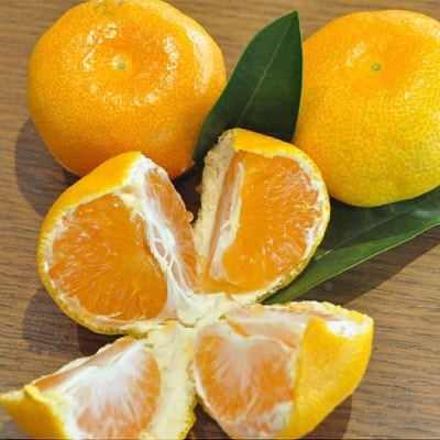 有田みかん「未来への虹」約5kg(すがい柑橘組合)