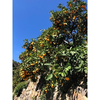 有田みかん「未来への虹」約5kg(すがい柑橘組合)