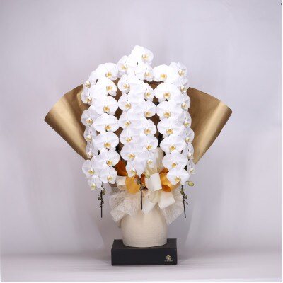 フォアスPREMIUM3本立ち48リン以上　白