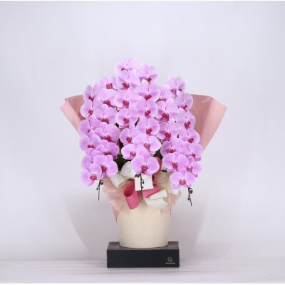 フォアスPREMIUM胡蝶蘭3本立ち39リン以上　ピンク