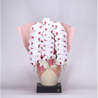 フォアスPREMIUM胡蝶蘭3本立ち48リン以上　リップ