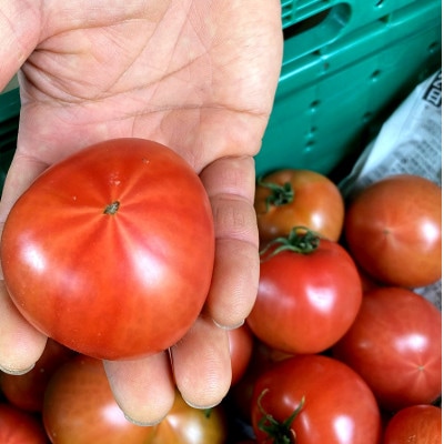 有田産の完熟トマト(りんか409) | ふるさと納税のお礼品