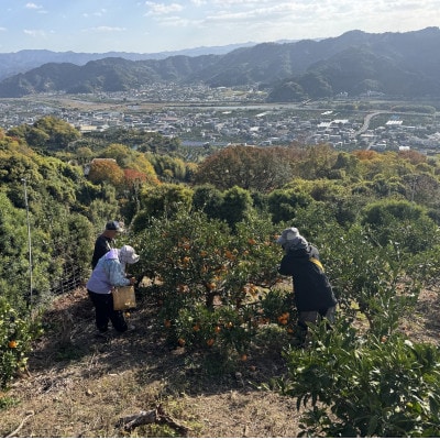 有田みかん「未来への虹」約5kg(上西農園)