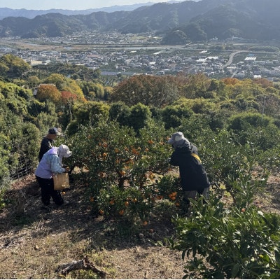 有田みかん「未来への虹」約10kg(上西農園)