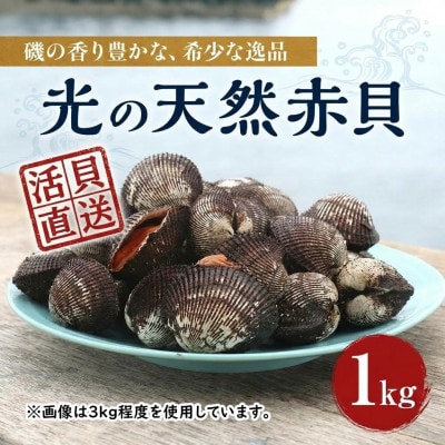 光の天然赤貝　1kg