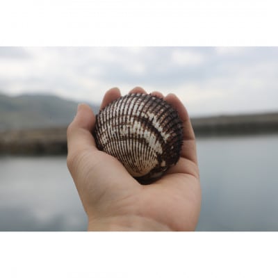 光の天然赤貝　1kg
