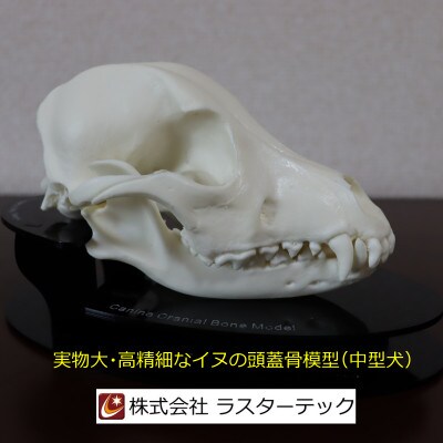 イヌの頭蓋骨模型(中型犬)