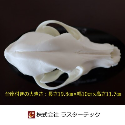 イヌの頭蓋骨模型(中型犬)