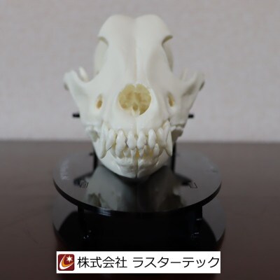 イヌの頭蓋骨模型(中型犬)