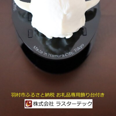 イヌの頭蓋骨模型(中型犬)