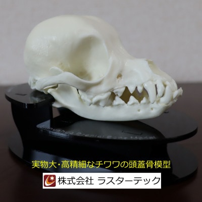 チワワの頭蓋骨模型