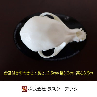 チワワの頭蓋骨模型