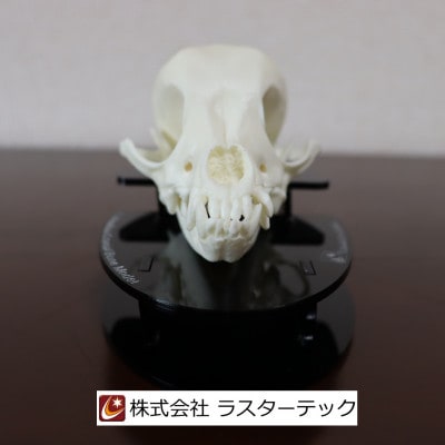 チワワの頭蓋骨模型