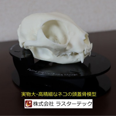 ネコの頭蓋骨模型