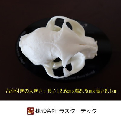 ネコの頭蓋骨模型
