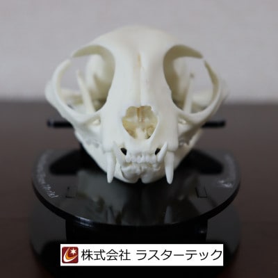 ネコの頭蓋骨模型