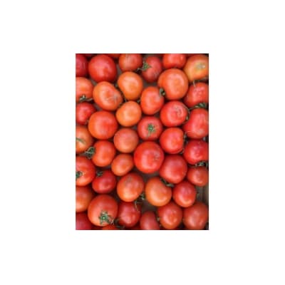 むつ市産　寅福菜園の「サステナブルトマト」訳あり4kg