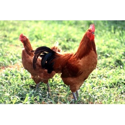 年内発送  元祖白だし濃厚スープ　名古屋コーチン鶏鍋セット(3～4人前)　H001-069