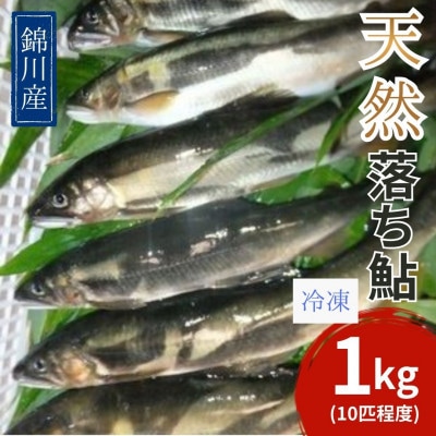 錦川産 天然落ち鮎 冷凍 1kg(10匹程度)