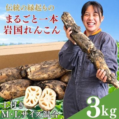 由美屋特選! 岩国産 れんこん3kg 土付き