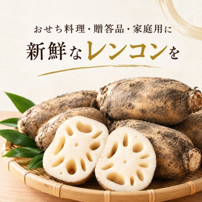 由美屋特選! 岩国産 れんこん3kg 土付き
