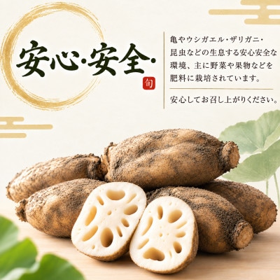 由美屋特選! 岩国産 れんこん5kg 土付き