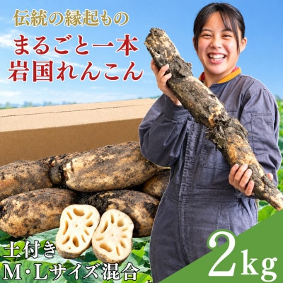 由美屋特選! 岩国産 れんこん2kg 土付き