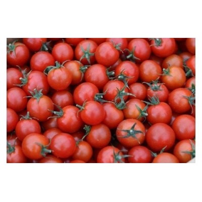 むつ市産　寅福菜園の「サステナブルトマト&ミニトマトセット」2㎏