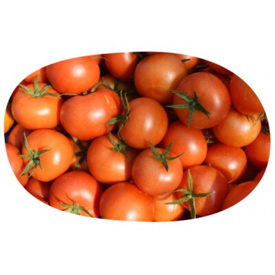 むつ市産　寅福菜園の「サステナブルトマト&ミニトマトセット」2㎏