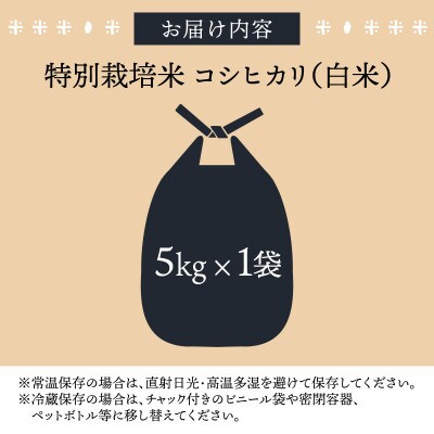 【令和8年産 新米 先行予約】【白米】特別栽培米 コシヒカリ 5kg 【A-033103】