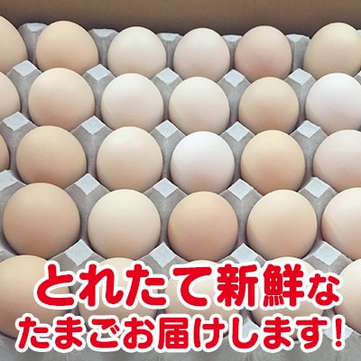 ひまわりたまご40個程度(破卵補償10個含)