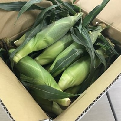 採れたて!米長さんの家のとうもろこし「ゴールドラッシュ」約5kg(10～15本)