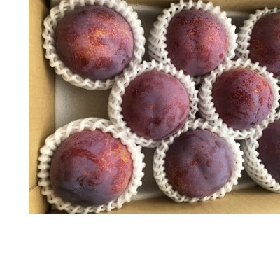 高級すもも「貴陽」2Lサイズ8玉