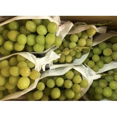 【訳あり】シャインマスカット　約1.8～2kg(3～6房)